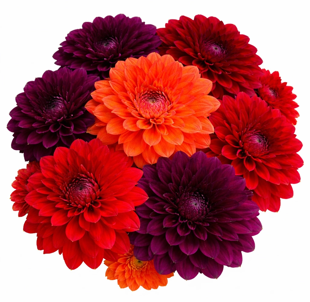Wholesale orange, red and burgundy dahlias in bulk for weddings and events, year round premium fresh cut flowers