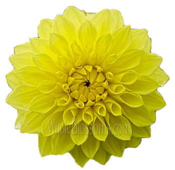 Yellow Dahlia