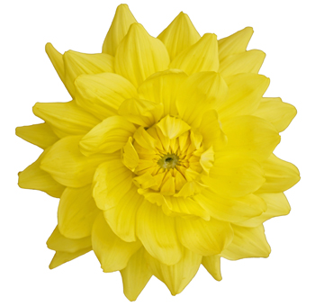 Yellow Dahlia