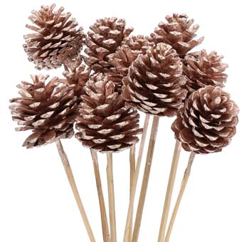 Pine Cones