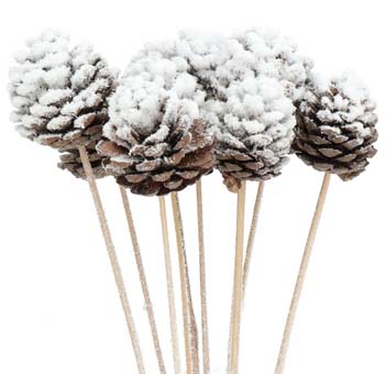 White Pine Cone
