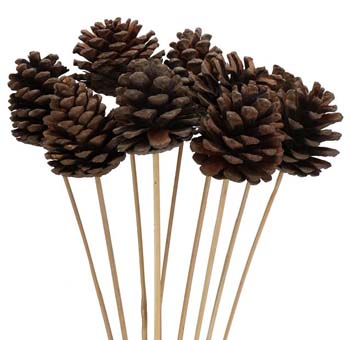 Wholesale Pine Cones
