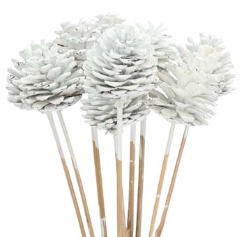 White Pine Cones