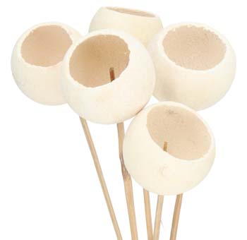 Bleached Bell Cups