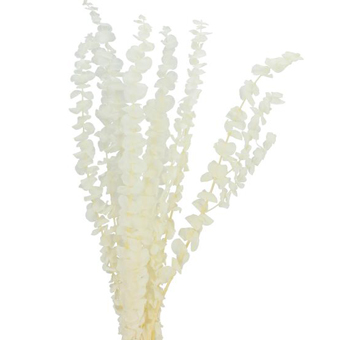 Preserved Flowers