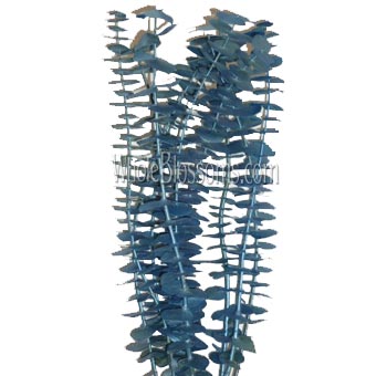 Eucalyptus