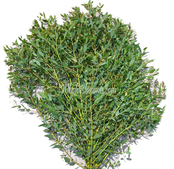Fresh eucalyptus bonsai branches with dense green foliage, perfect for adding a lush, aromatic touch to floral arrangements and greenery decor.