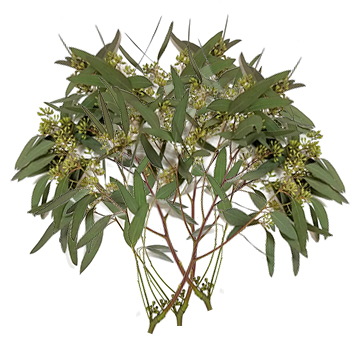 Seeded Eucalyptus