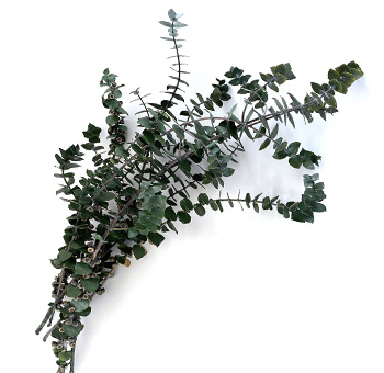 Eucalyptus