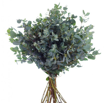 Eucalyptus Moon Lagoon For Sale