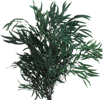 Preserved green Eucalyptus Nicholii in bulk, ideal for wedding arrangements, centerpieces, and event décor.