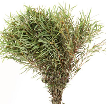 Eucalyptus Green