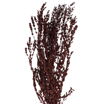 Wholesale Eucalyptus