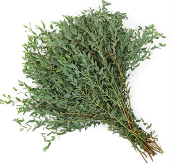 Eucalyptus