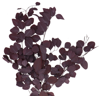 Eucalyptus Populus