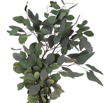 Eucalyptus Green