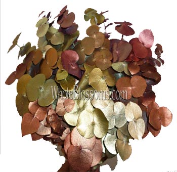 Eucalyptus Green