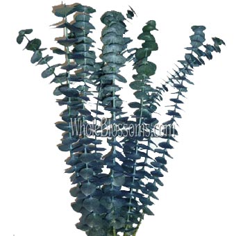 Eucalyptus