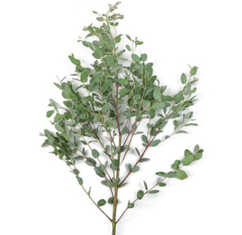 Gunni Eucalyptus