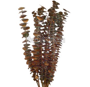 Eucalyptus