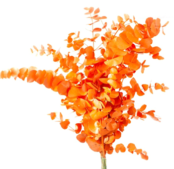 Orange Eucalyptus