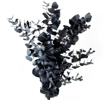 Black Eucalyptus