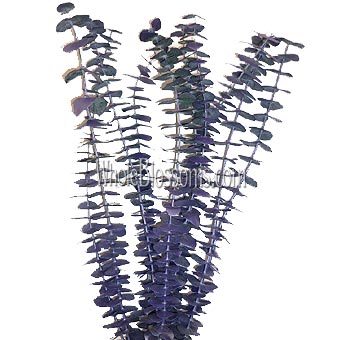 Purple Flowers