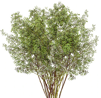 Eucalyptus