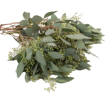 A close up image of eucalyptus for floral arrangements.
