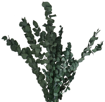 Eucalyptus