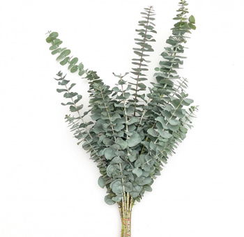 Eucalyptus For Sale
