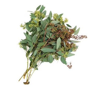 Seeded Eucalyptus