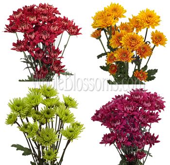 Assorted tinted cushion pom flowers in bulk for weddings, themed events, centerpieces, and vibrant floral arrangements.