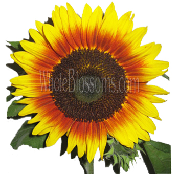 Beautiful Ring of Fire Sunflower with bright yellow petals and a deep red ring around the center, ideal for creating striking floral displays for events and special occasions.