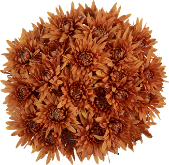 Bronze Cushion Pom Flower for wedding decor available at wholesale prices online.