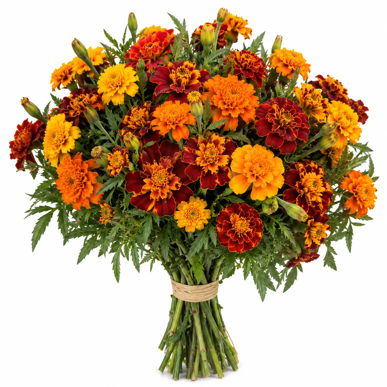 Fresh French marigold bunch for weddings, garlands, religious events, floral arrangements, wholesale and bulk orders