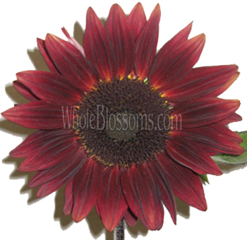 Deep burgundy Chocolate Sunflower with dark center, perfect for adding a rich and bold touch to floral arrangements for weddings or fall events.