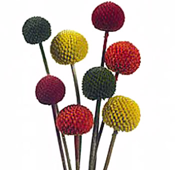 Fresh assorted Billy Balls flowers in vibrant colors for wedding bouquets, centerpieces and floral arrangements.