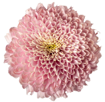 Cremon Mum Disbud Ball Pink Flower.