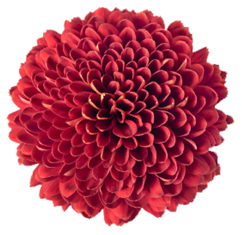 Cremon Mum Red Magna Flower.