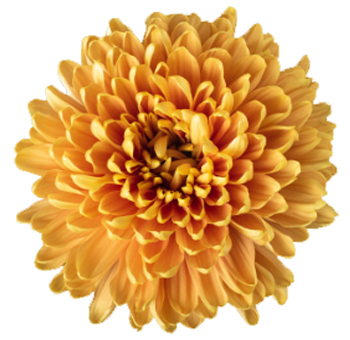 Cremon Mum Rossano Orange Flower.