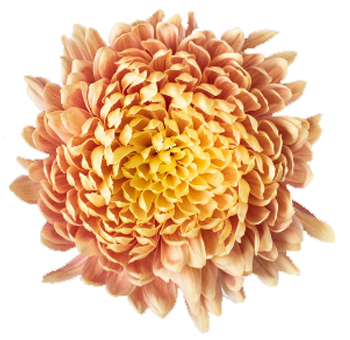 Salmon Cremon Mum Flower.