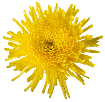 Cremon Mum Yellow Flower - Valeska.