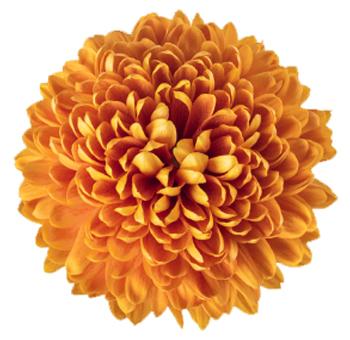 Cremon Mum Virginia Bronze Flower.