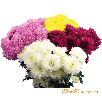 Assorted mixed cushion pom flowers for online flower sale, perfect for weddings, events, and special occasions.