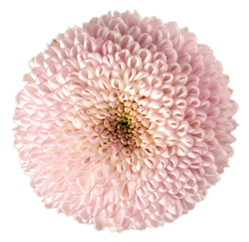 Cremon Mium Disbud Ball Light Pink Flower.