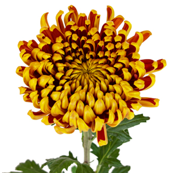 Bronze disbud mums add autumn elegance to fall weddings, with warm hues complementing seasonal themes and special occasions.