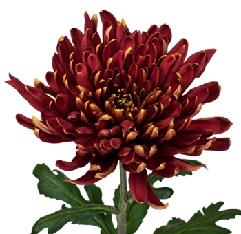 Cremon Mum Rosetta Bicolor Red Flower.