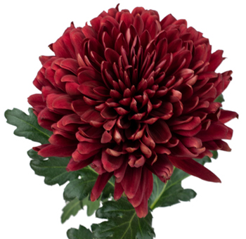 Cremon Mum Velvet Red Flower.
