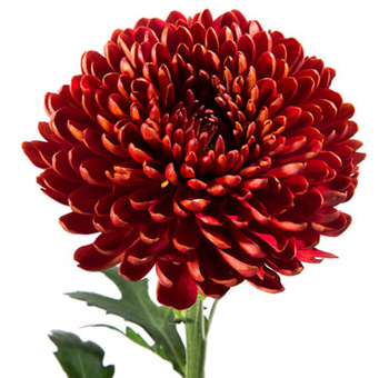 Cremon Mum Virginia Red Flower.